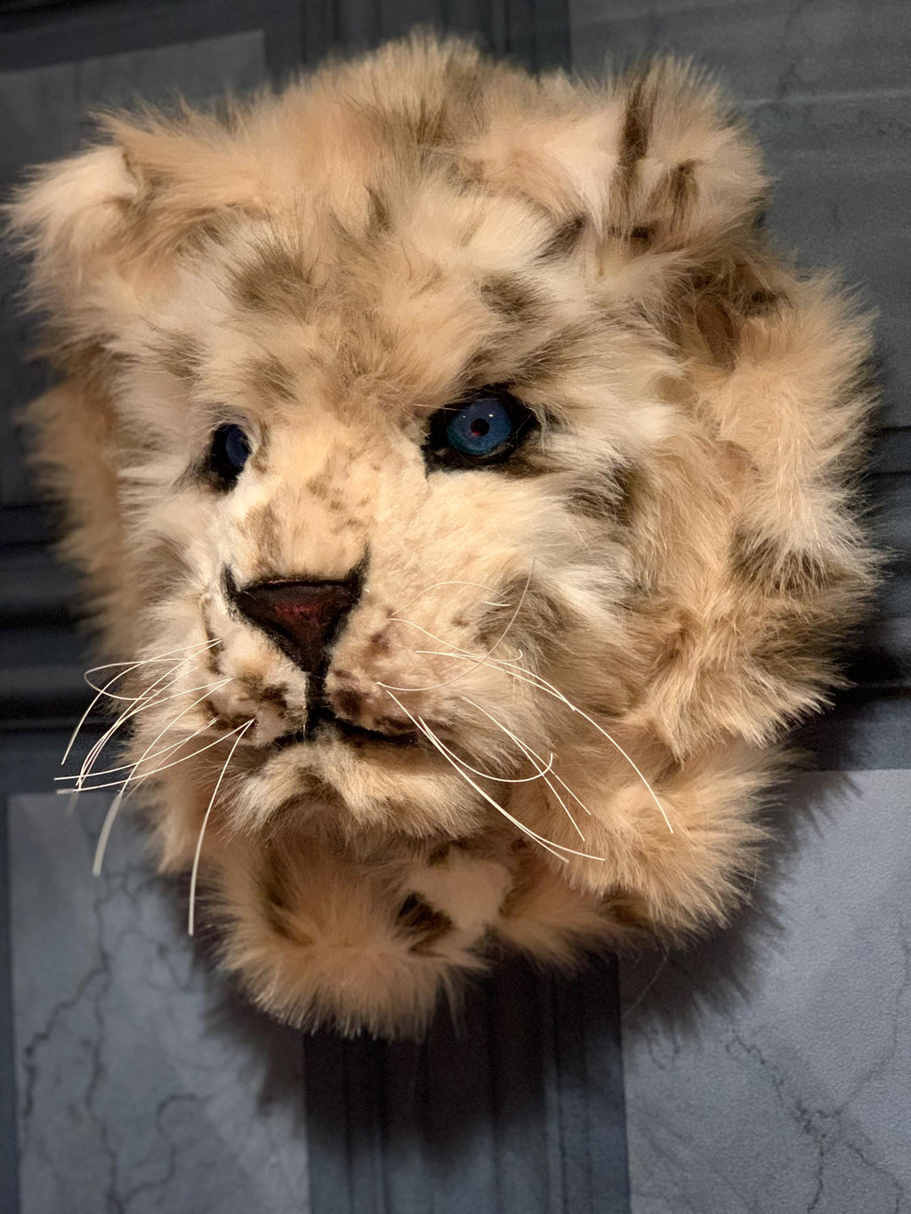 Baby snow leopard cub, super cute with faux luxury fur 13” x 13”  realistic eyes